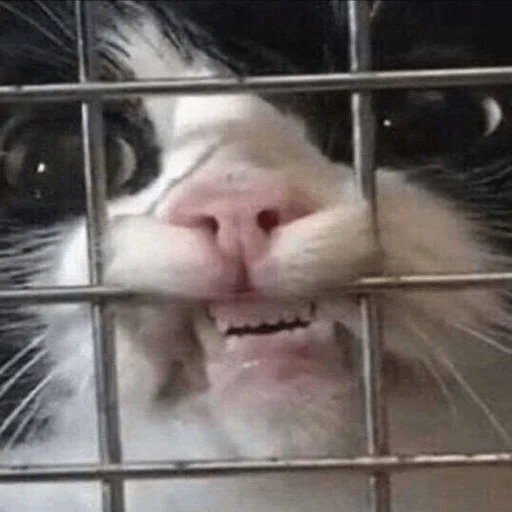 Эмодзи котейки