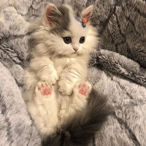 Эмодзи котейки
