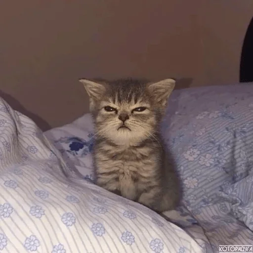 Эмодзи котейки