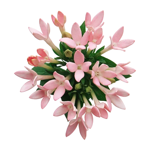 Эмодзи Цветы