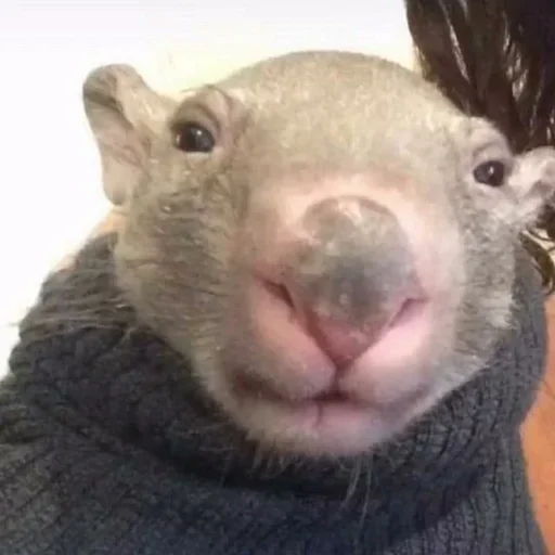 Эмодзи Daily Shit