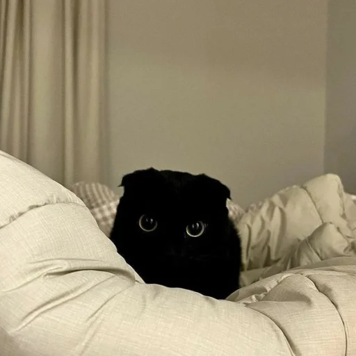 Эмодзи dark cat
