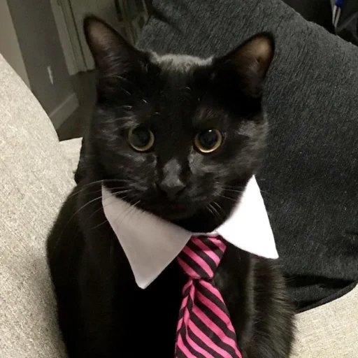 Эмодзи dark cat