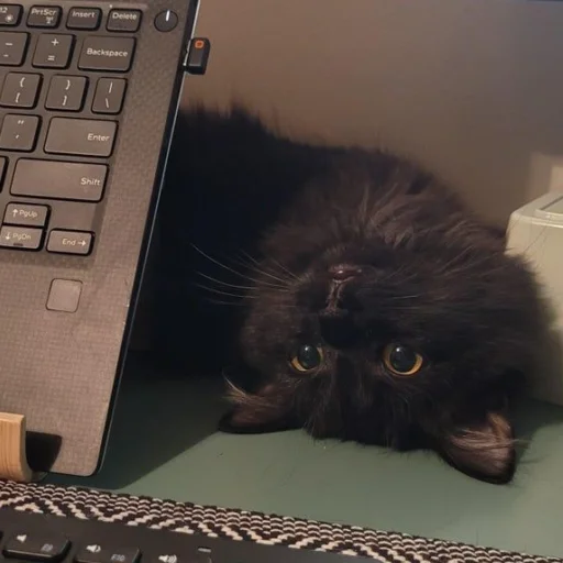 Эмодзи dark cat