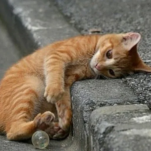 Эмодзи Дела Котеечные part 3