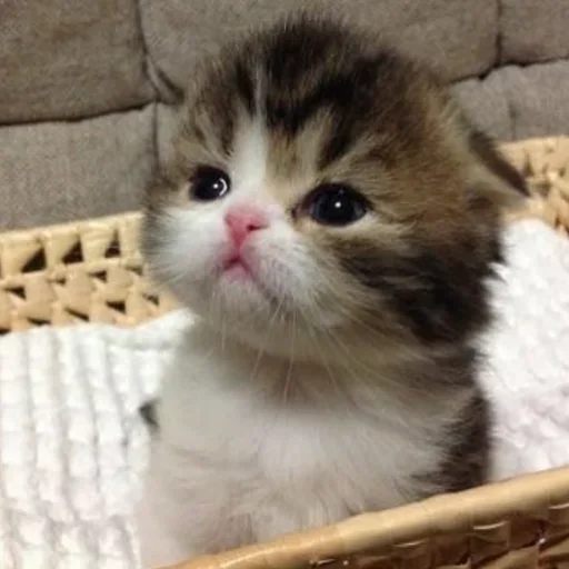 Эмодзи Дела Котеечные part 3