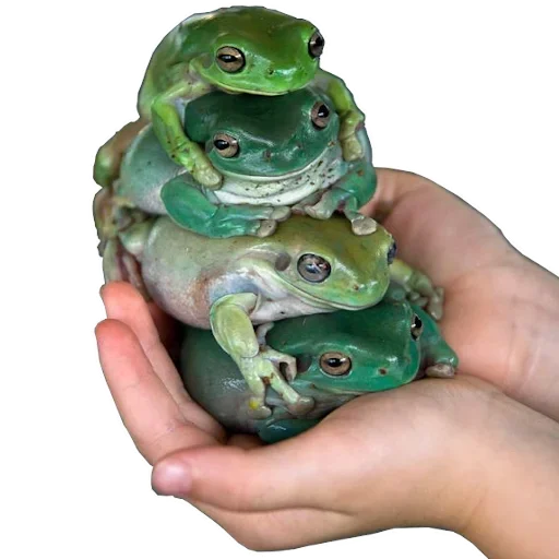 Эмодзи Держи жабу