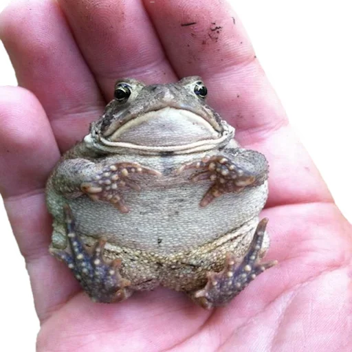 Эмодзи Держи жабу