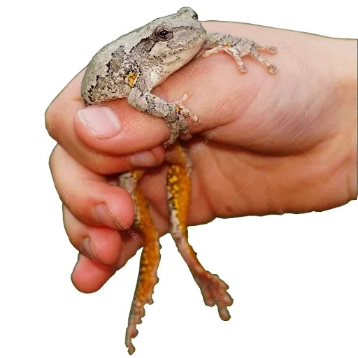 Эмодзи Держи жабу