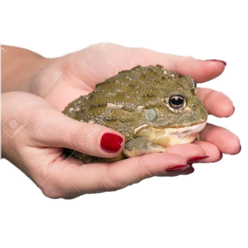 Эмодзи Держи жабу