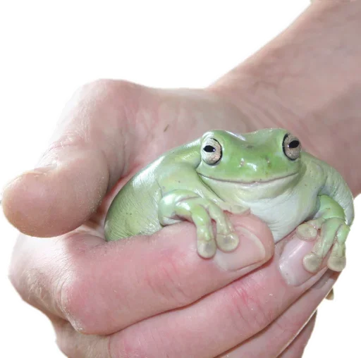 Эмодзи Держи жабу