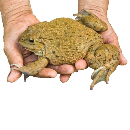 Эмодзи Держи жабу