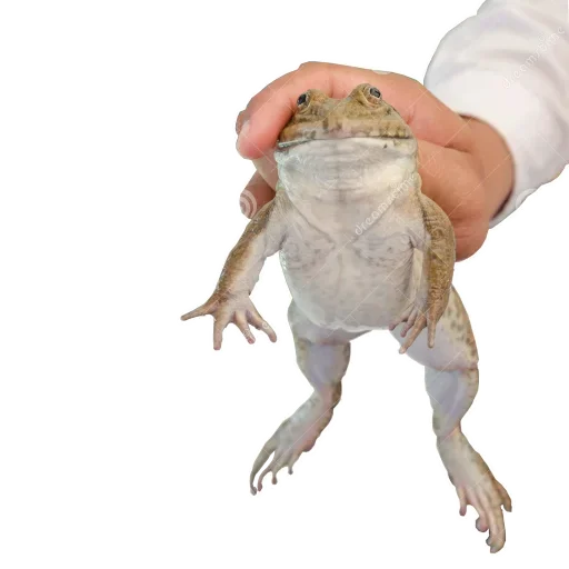 Эмодзи Держи жабу