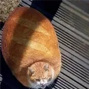 Эмодзи ДЫобэт