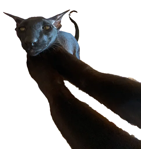 Эмодзи DON Cat