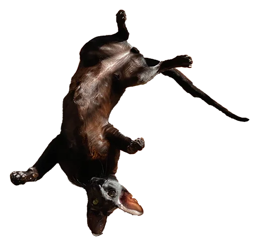 Эмодзи DON Cat