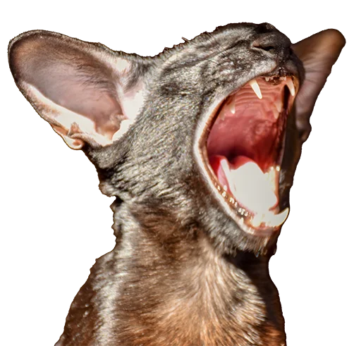 Эмодзи DON Cat