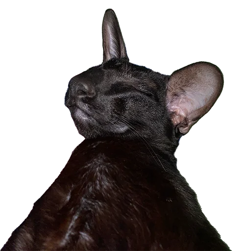 Эмодзи DON Cat