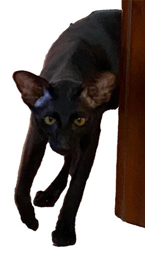 Эмодзи DON Cat
