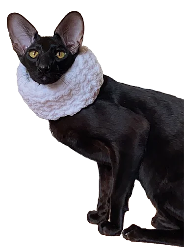 Эмодзи DON Cat