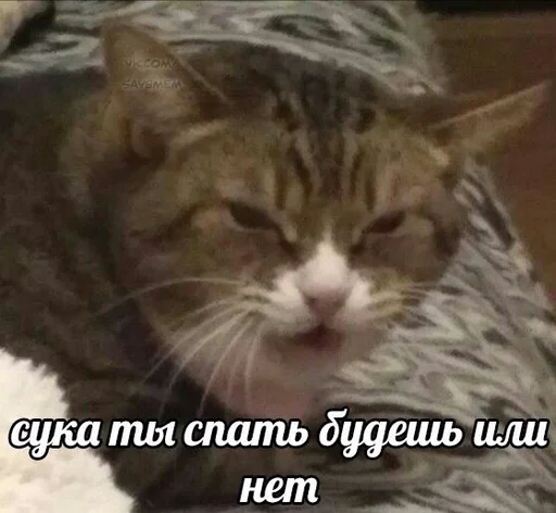 Эмодзи Cats memes