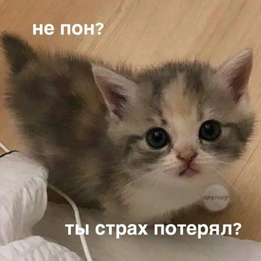Эмодзи Cats memes