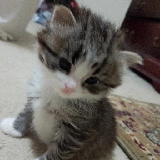 Эмодзи Cats memes