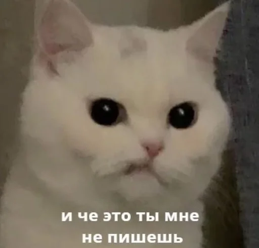 Эмодзи Cats memes