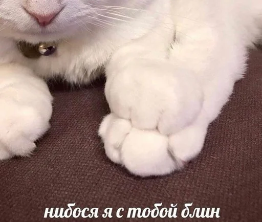 Эмодзи Cats memes