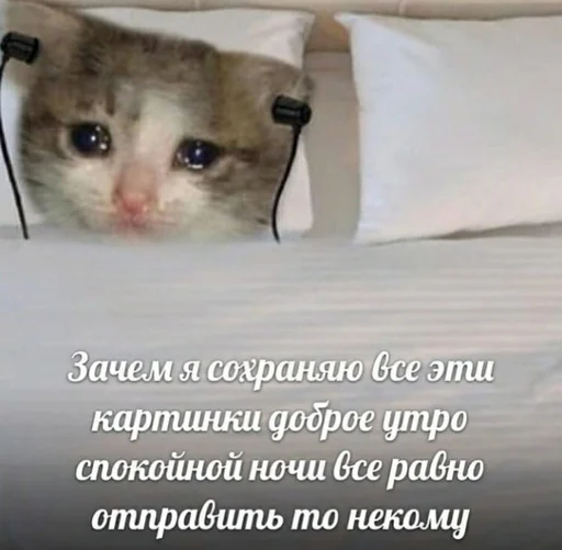 Эмодзи Cats memes