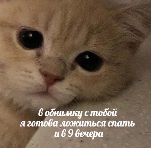 Эмодзи Котики