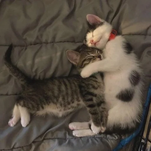 Эмодзи Котики