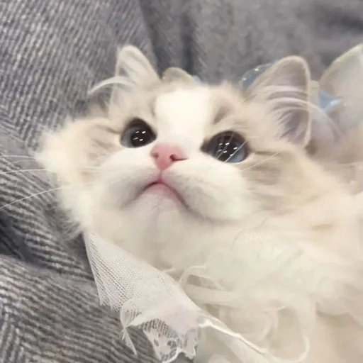 Эмодзи Котики