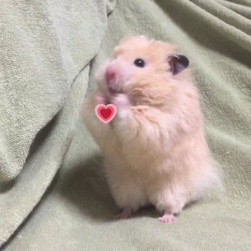 Эмодзи Котики