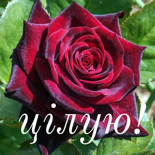 Эмодзи щиро кохаю!)