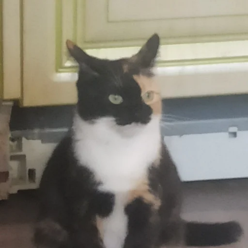 Эмодзи Еще один пак с котиками