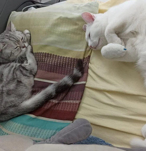 Эмодзи Еще один пак с котиками