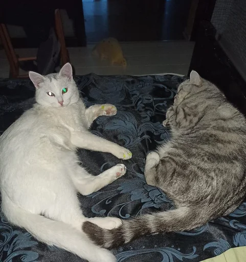 Эмодзи Еще один пак с котиками