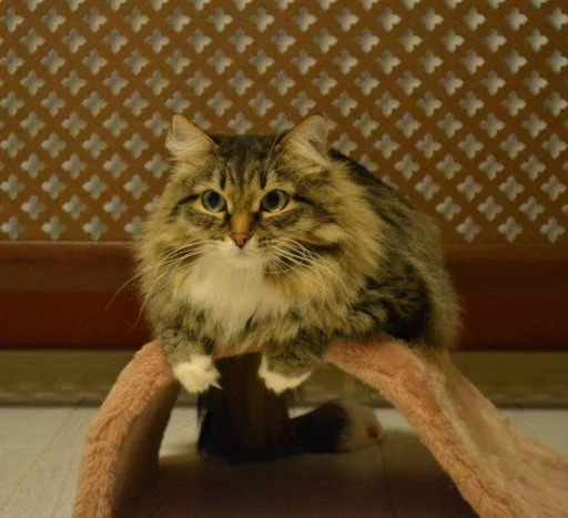 Эмодзи Еще один пак с котиками