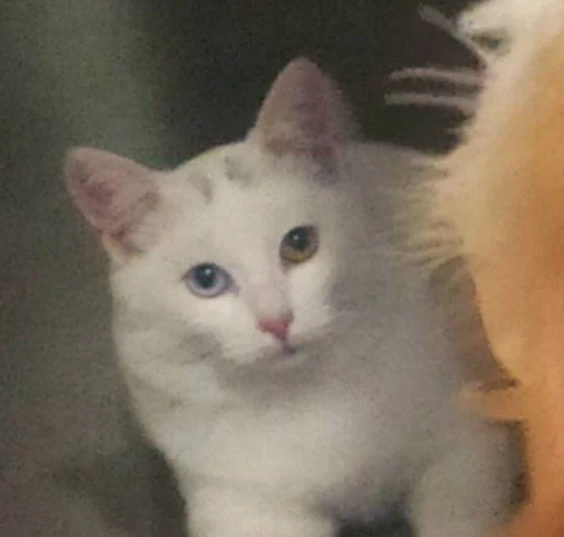 Эмодзи Еще один пак с котиками