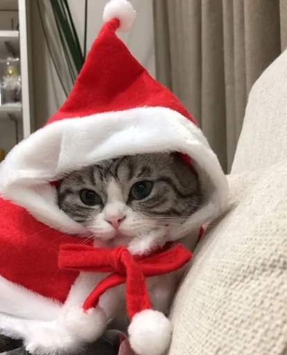 Эмодзи новогодние коты