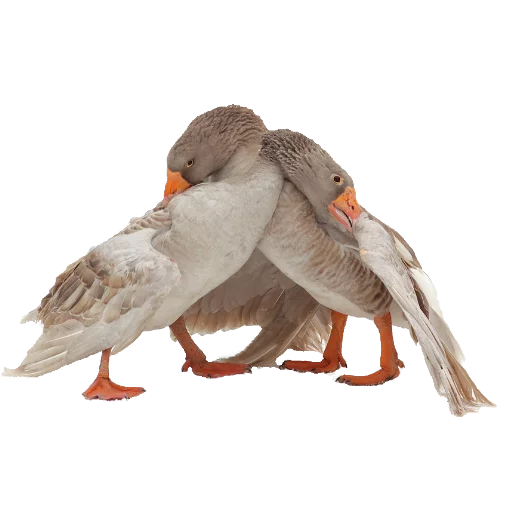 Эмодзи Гуси