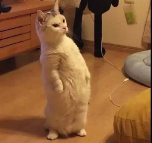 Эмодзи Cats memes