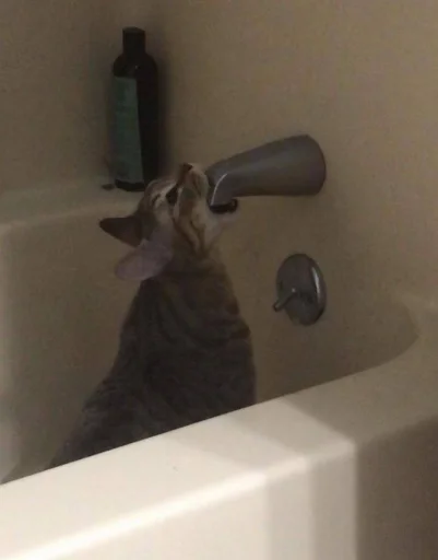 Эмодзи Cats memes