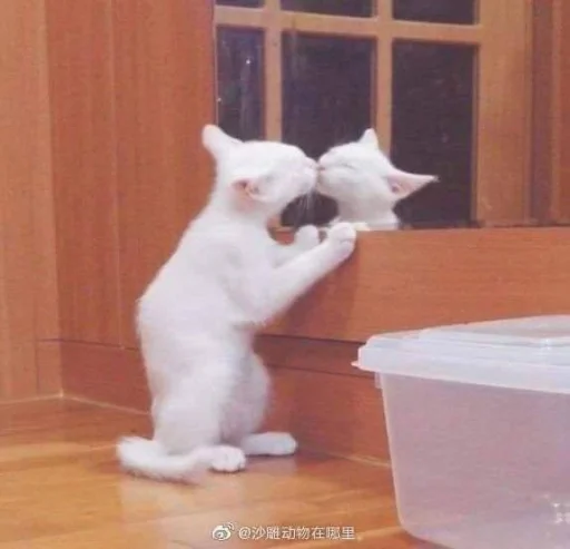 Эмодзи Cats memes