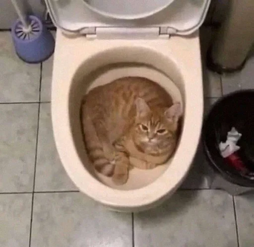 Эмодзи Cats memes