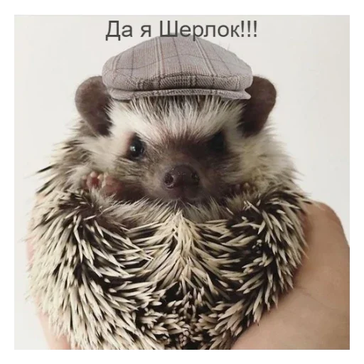 Эмодзи Ежики