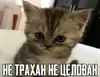 Эмодзи Разрывные котята