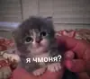 Эмодзи Разрывные котята