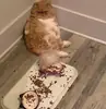 Эмодзи Разрывные котята